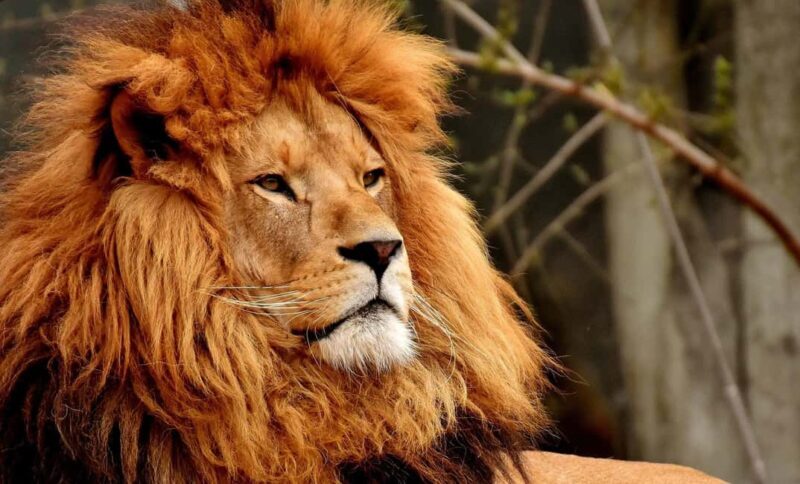 Cape town: Private Full-day Big 5 Aquila Game Reserve Tour - Who Should Consider This Tour?