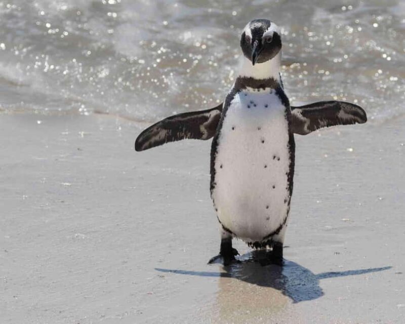 Cape Town: Private Full-Day Cape Point Tour with Penguins - Who Should Consider This Tour?