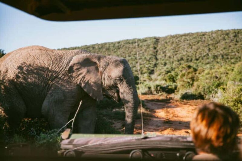 Cape Town: Private Game Reserve Safari incl. buffet Lunch! - The Journey from Cape Town to the Reserve