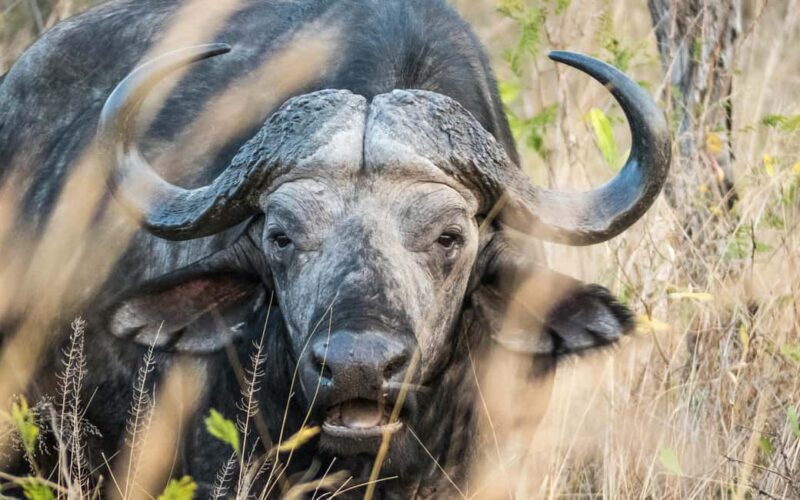 Cape Town: Private Game Reserve Safari incl. buffet Lunch! - Scenic Drive Back to Cape Town