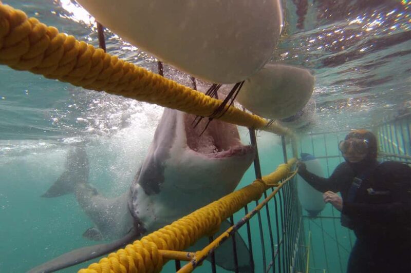 Cape Town: Private Great White Shark Diving Experience - Key Points