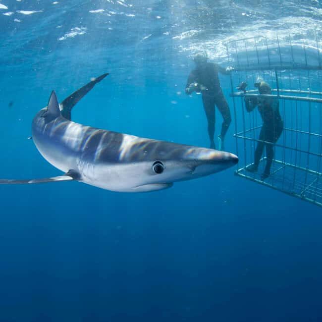 Cape Town: Private Great White Shark Diving Experience - What to Expect from the Tour