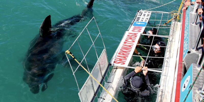 Cape Town: Private Great White Shark Diving Experience - Authenticity and Value