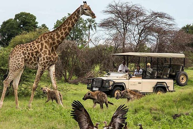 Cape town private - The Best of Big five safari - Key Points