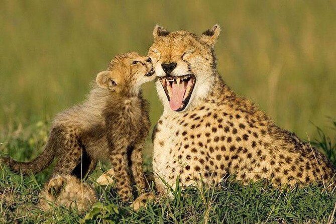 Cape town private - The Best of Big five safari - The Full Experience: What to Expect on the Safari