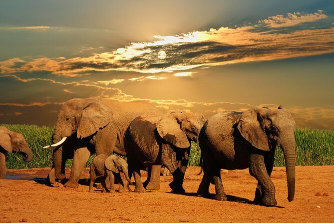 Cape town private - The Best of Big five safari - Conservation & Rescue Focus
