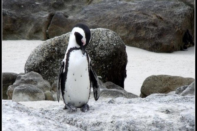 Cape town private - The Best of Big five safari - Lunch & Relaxation