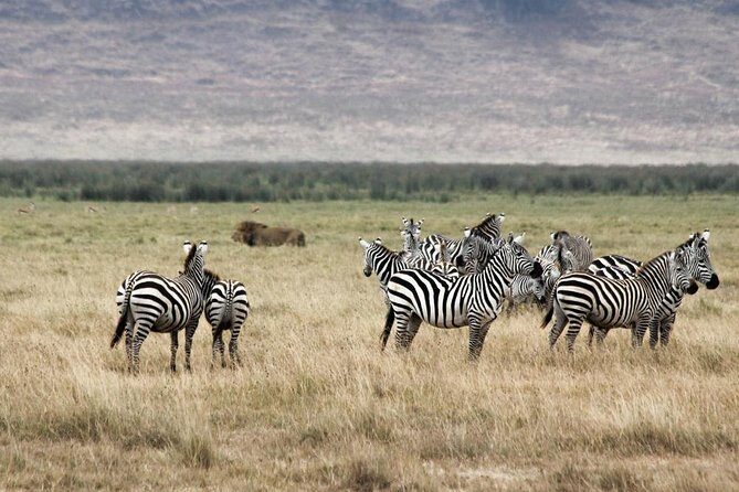 Cape town private - The Best of Big five safari - Scenic Return & Klein Karoo