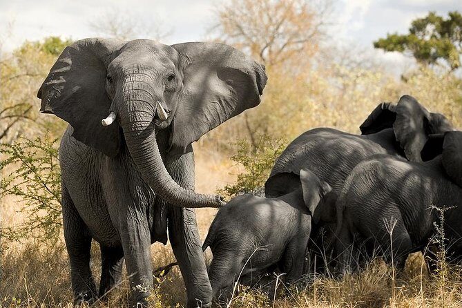 Cape town private - The Best of Big five safari - Practical Details & Value