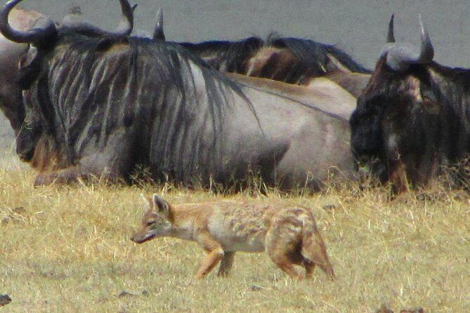 Cape town private - The Best of Big five safari - Authentic Experiences & Insights from Reviews