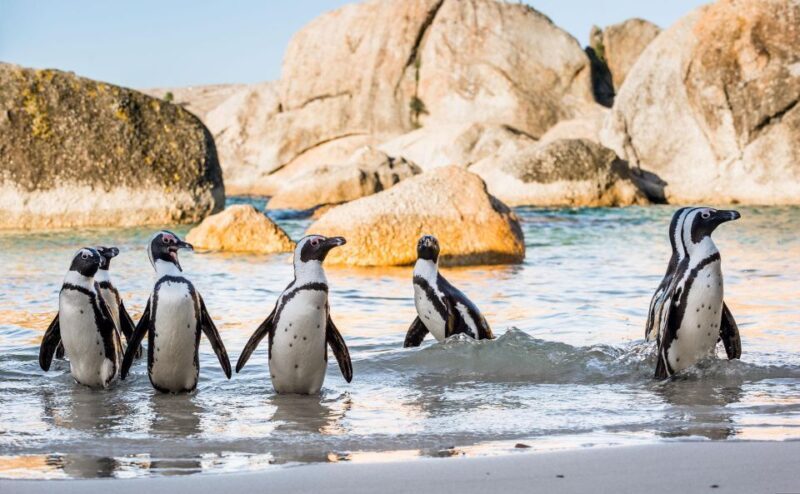 Cape Town Private Tour to Cape Of Good Hope and the Penguins - Key Points
