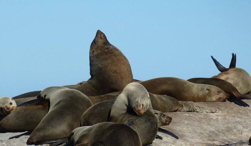 Cape Town Private Tour to Cape Of Good Hope and the Penguins - Why This Tour Offers Good Value