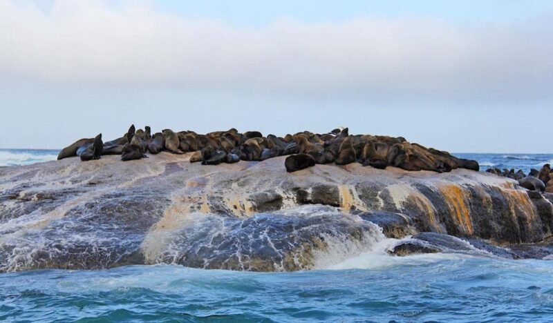 Cape Town Private Tour to Cape Of Good Hope and the Penguins - Who Should Consider This Tour?