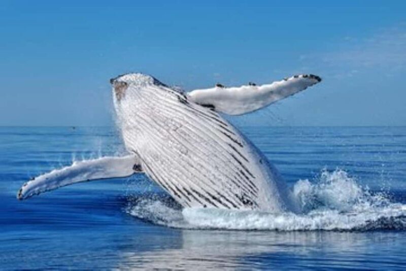 Cape Town: PRIVATE Whale Route Tour - A closer look at the Cape Town Private Whale Route Tour