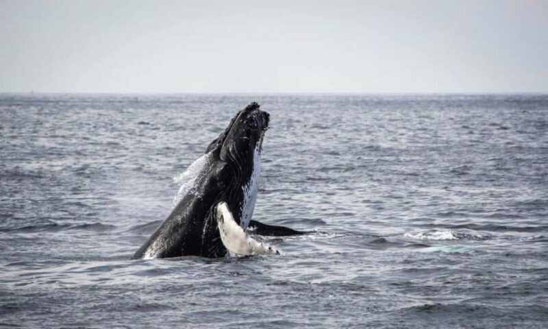 Cape Town: PRIVATE Whale Route Tour - The Sum Up