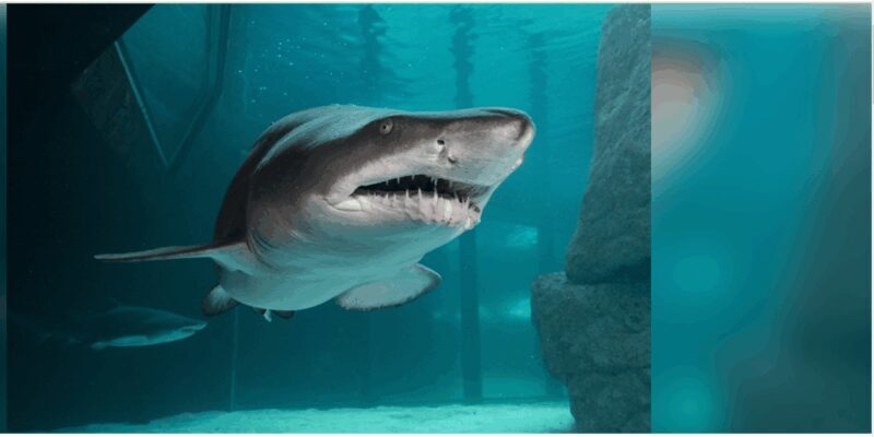 Cape Town: Robben Island and two Oceans Aquarium Day Tour - FAQs