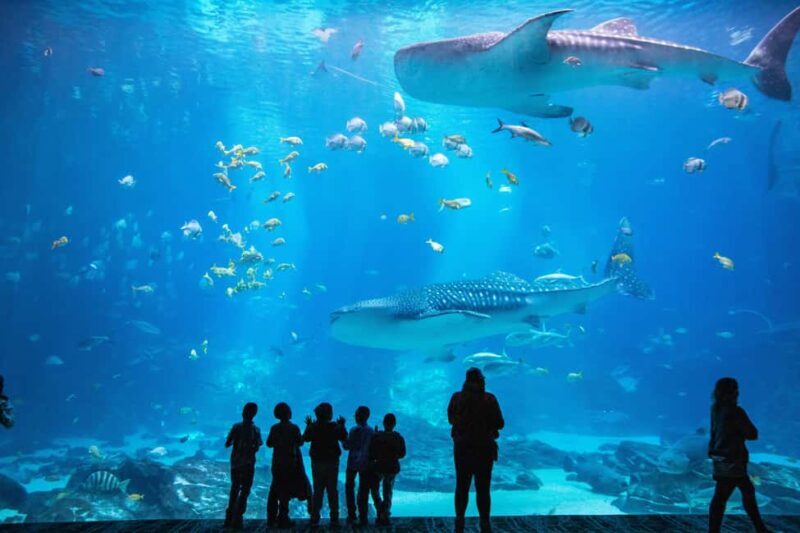 Cape Town: Robben-Island Ferry & Table-Mountain-Pickup incl. - Key Points