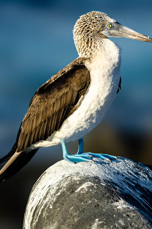Cape Town: Robben-Island Ferry & Table-Mountain-Pickup incl. - Scenic Descent and Transition to Robben Island
