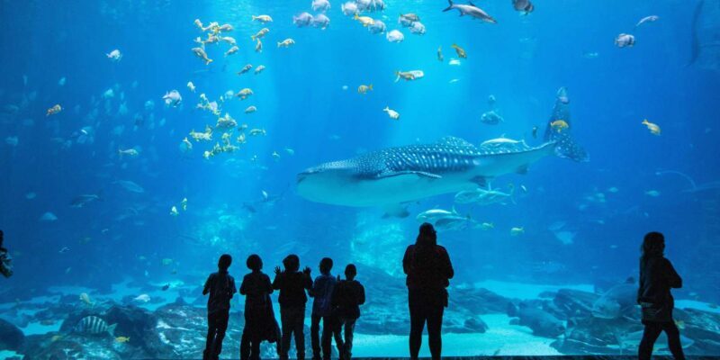 Cape Town: Robben-Island Ferry & Table-Mountain-Pickup incl. - Frequently Asked Questions