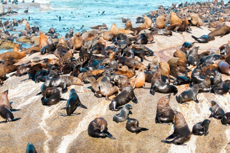 Cape Town: Robben Island Ferry Tour with 1-Way Hotel Pickup - What to Expect from the Robben Island Tour
