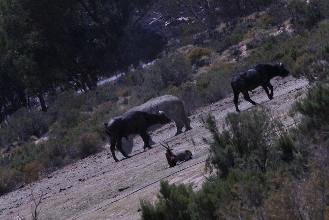 Cape Town Safari Big 5 experience all inclusive - Highlights and Potential Drawbacks