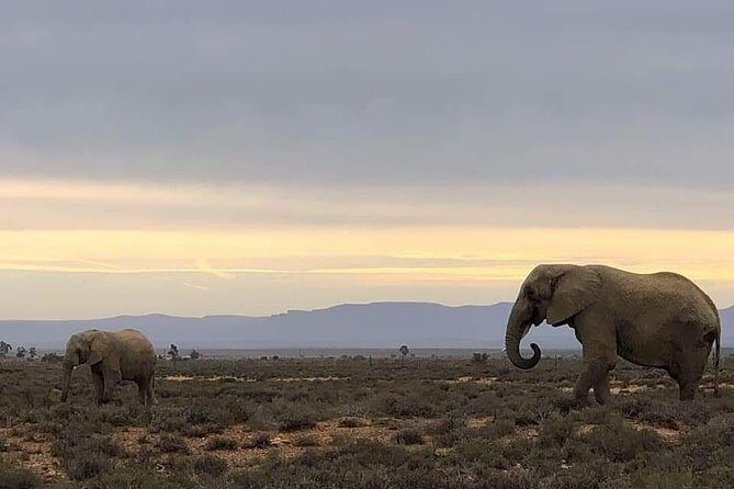 Cape Town Safari Transfers - Key Points