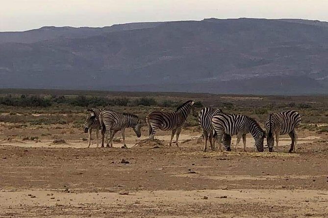 Cape Town Safari Transfers - FAQ