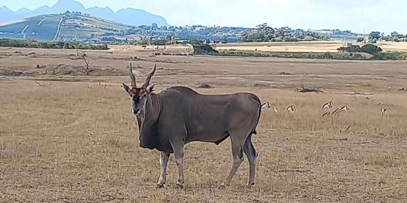 Cape Town: Safari & Winelands Day Tour - Authentic Experiences and Insights from Reviews