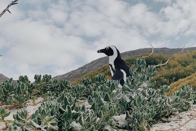 Cape Town Scenic Experience in 2 Days - FAQ