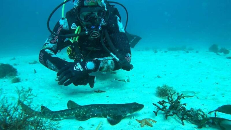 Cape Town: Scuba Diving Experience for Beginners - The Review Highlights: Authentic Experiences and Guides