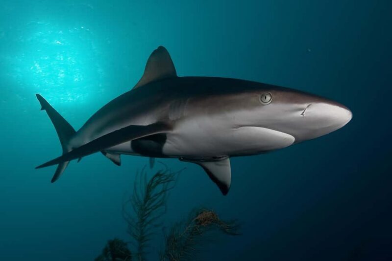 Cape Town: Shark Cage Dive - Key Points