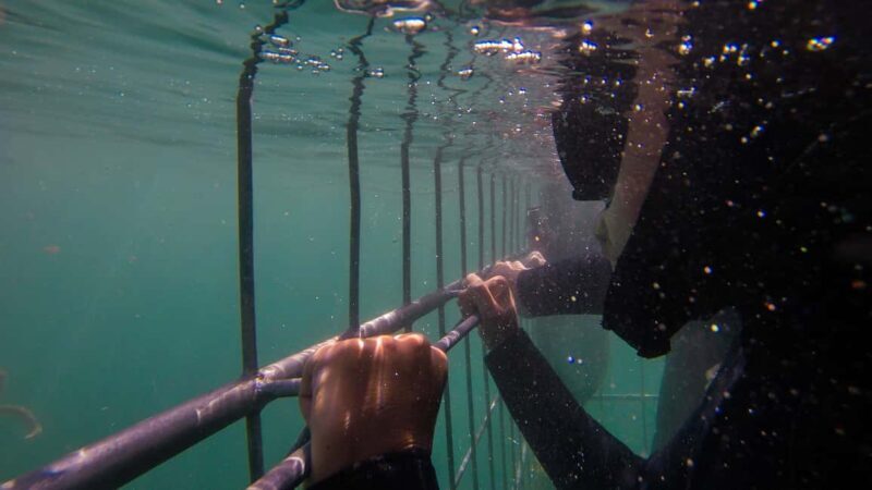 Cape Town: Shark Cage Dive - The Experience: What You Can Expect from Start to Finish