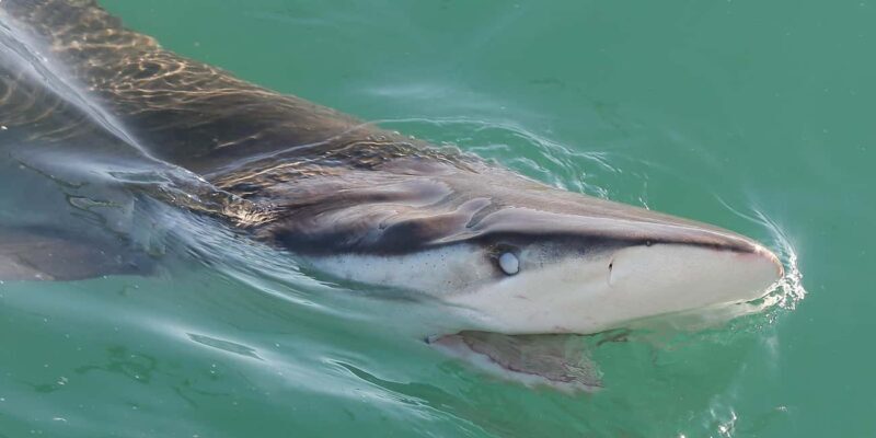 Cape Town: Shark Cage Dive - Who Would Love This Tour?