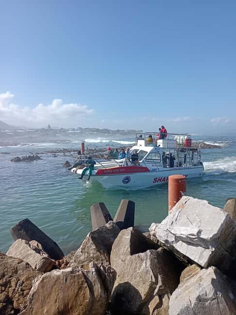 Cape Town: Shark Cage Diving Experience - Introduction