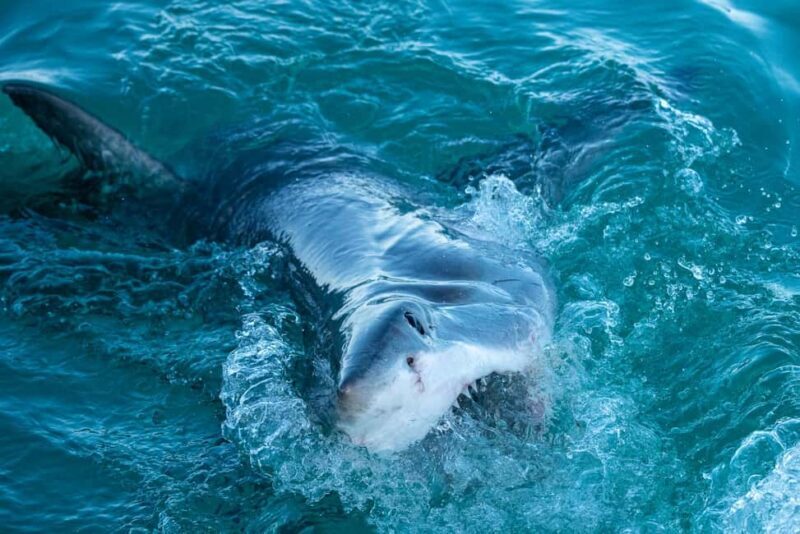 Cape Town: Shark Cage Diving Experience - Key Points