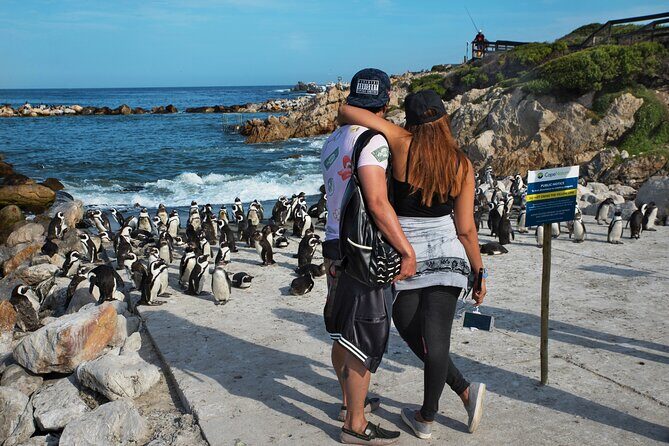 Cape Town: Shark Cage Diving & Penguins Tour to Gansbaai with private transfers - Detailed Review of the Experience