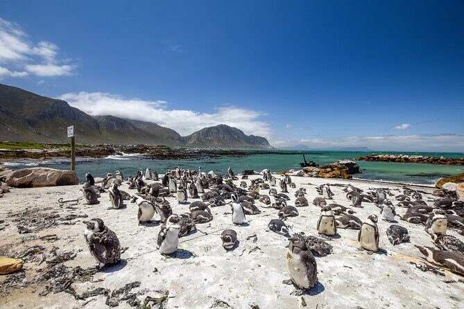 Cape Town: Shark Cage Diving & Penguins Tour to Gansbaai with private transfers - Final Thoughts