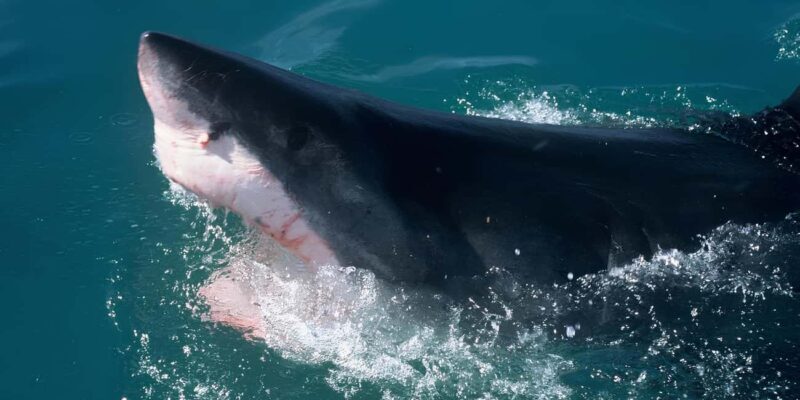 Cape Town: Shark Cage Diving Tour (with Breakfast & Lunch) - Key Points
