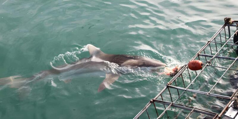 Cape Town: Shark Cage Diving Tour (with Breakfast & Lunch) - The Itinerary: What to Expect on the Day