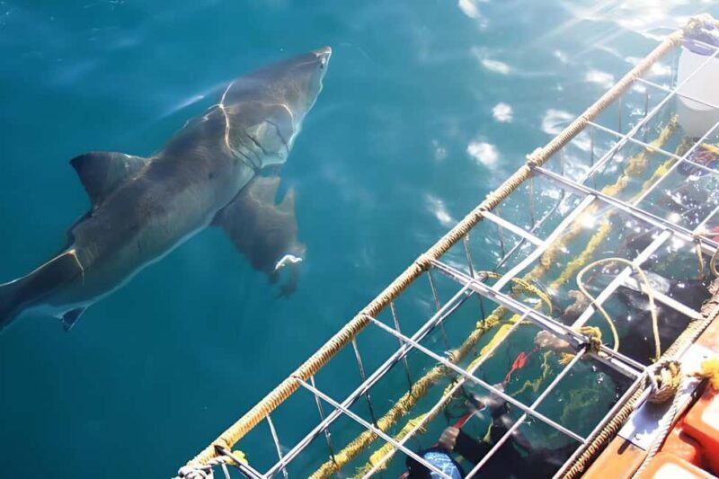 Cape Town: Shark Cage Diving Tour (with Breakfast & Lunch) - Who Is This Tour Best For?