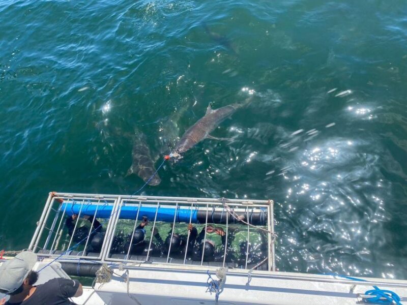 Cape Town: Shark Cage Diving with Snacks and Soft Drinks - Experience the Thrill of Shark Cage Diving in Cape Town