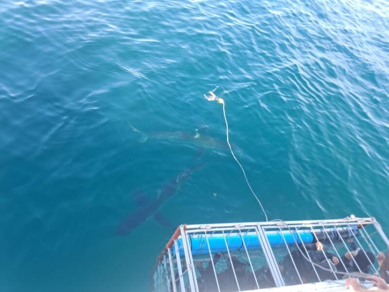 Cape Town: Shark Cage Diving with Snacks and Soft Drinks - Key Points