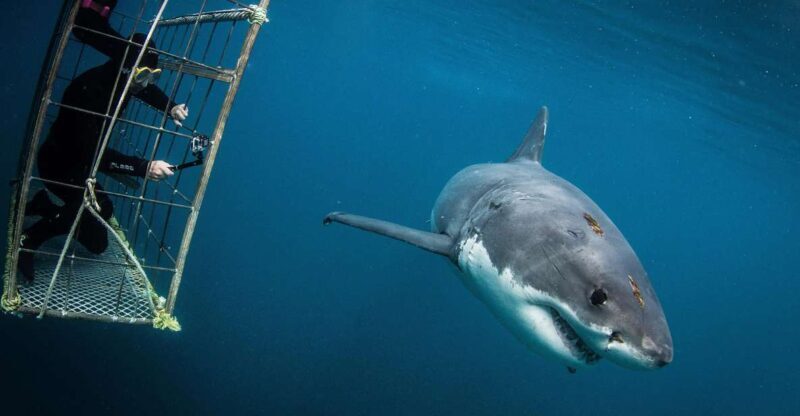 Cape Town: Shark Cage Diving with Snacks and Soft Drinks - The Value and Why It Works