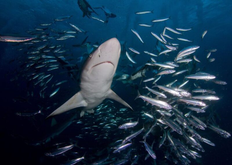 Cape Town: Shark Cage Diving with Snacks and Soft Drinks - Final Thoughts
