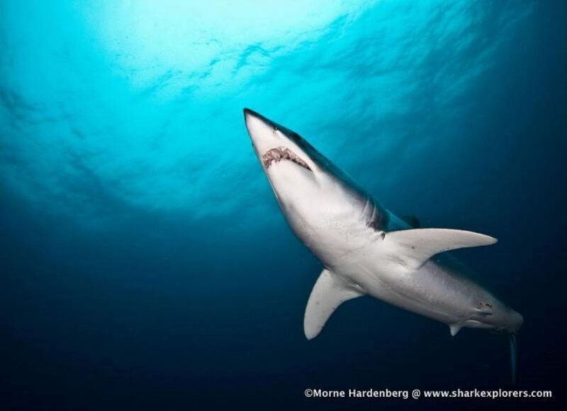 Cape Town: Shark Cage Diving with Snacks and Soft Drinks - Experience the Difference with Shark Explorers