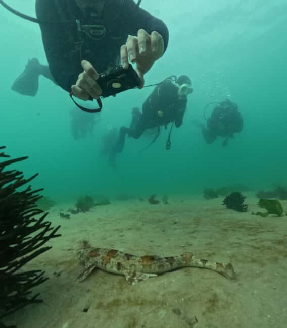 Cape Town: Shark Science SCUBA Diving Experience - An Inside Look at the Experience