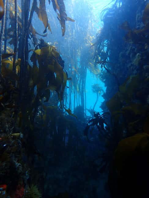 Cape Town: Shark Science SCUBA Diving Experience - Who Should Consider This Experience?