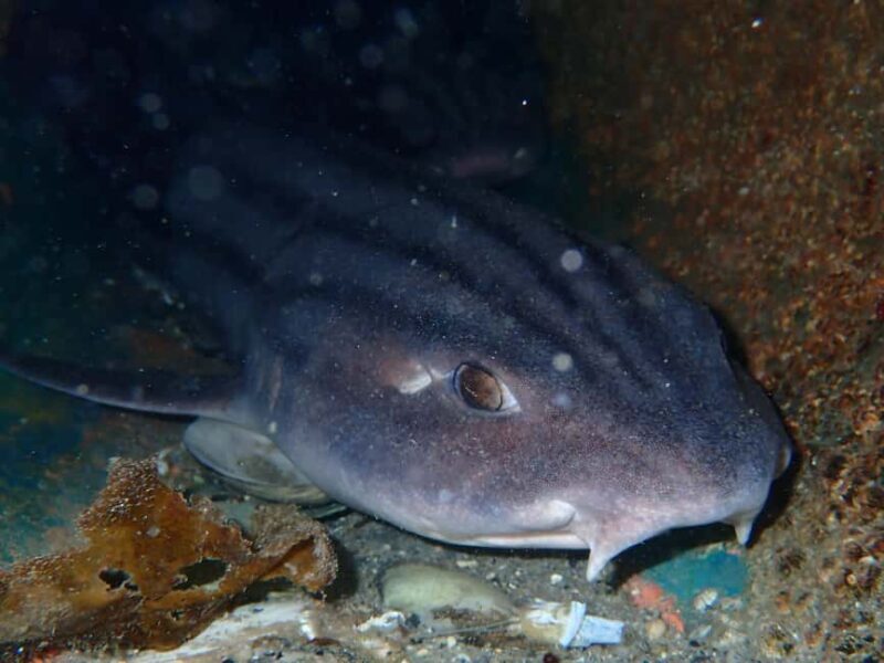 Cape Town: Shark Science SCUBA Diving Experience - Final Thoughts