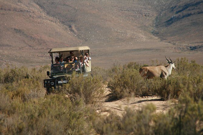 Cape Town Shore Excursion: Big Five Game Reserve from Cape Town - What We Love About This Tour