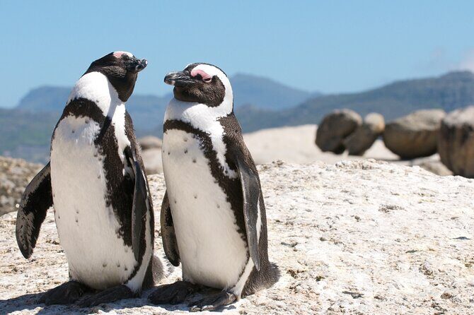 Cape Town Shore Tour: Table Mountain, Penguin & Cape Point - What Makes This Tour Stand Out
